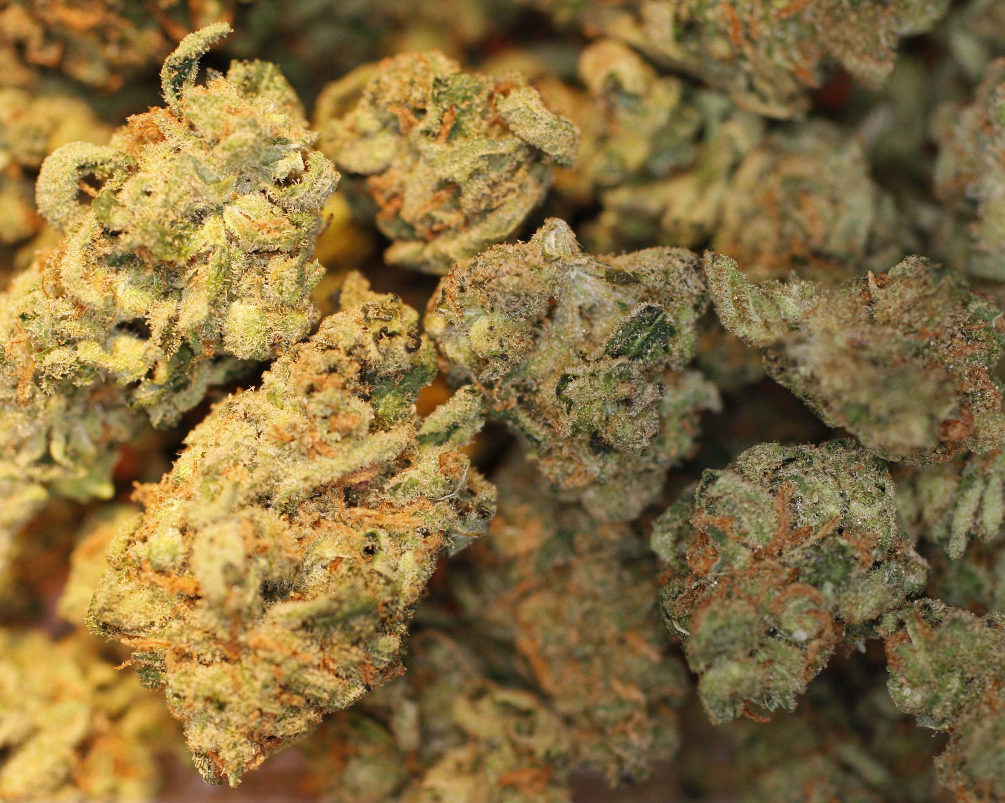 Mehrere Tausend Pflanzen wurden sichergestellt Mehrere Tausend Pflanzen wurden sichergestellt