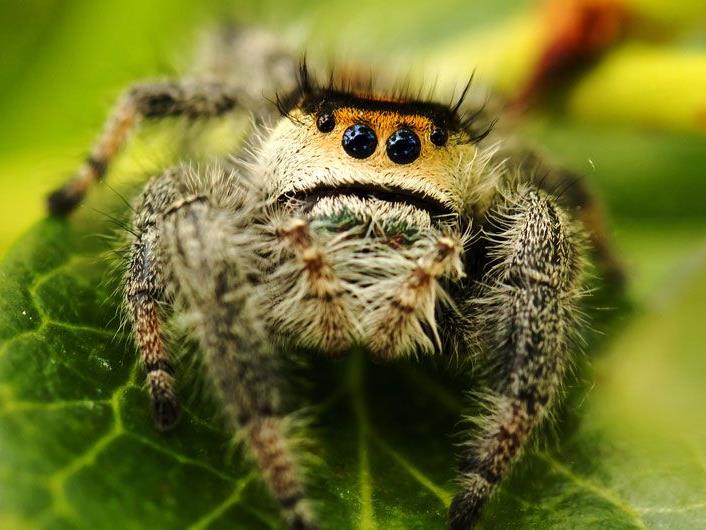 Spinnen können ganz schön putzig aussehen.