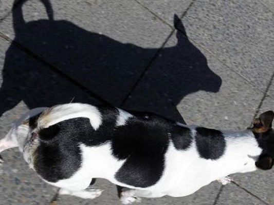 Ein 55-jähriger schlug einen Hund und bedrohte Passanten Ein 55-jähriger schlug einen Hund und bedrohte Passanten