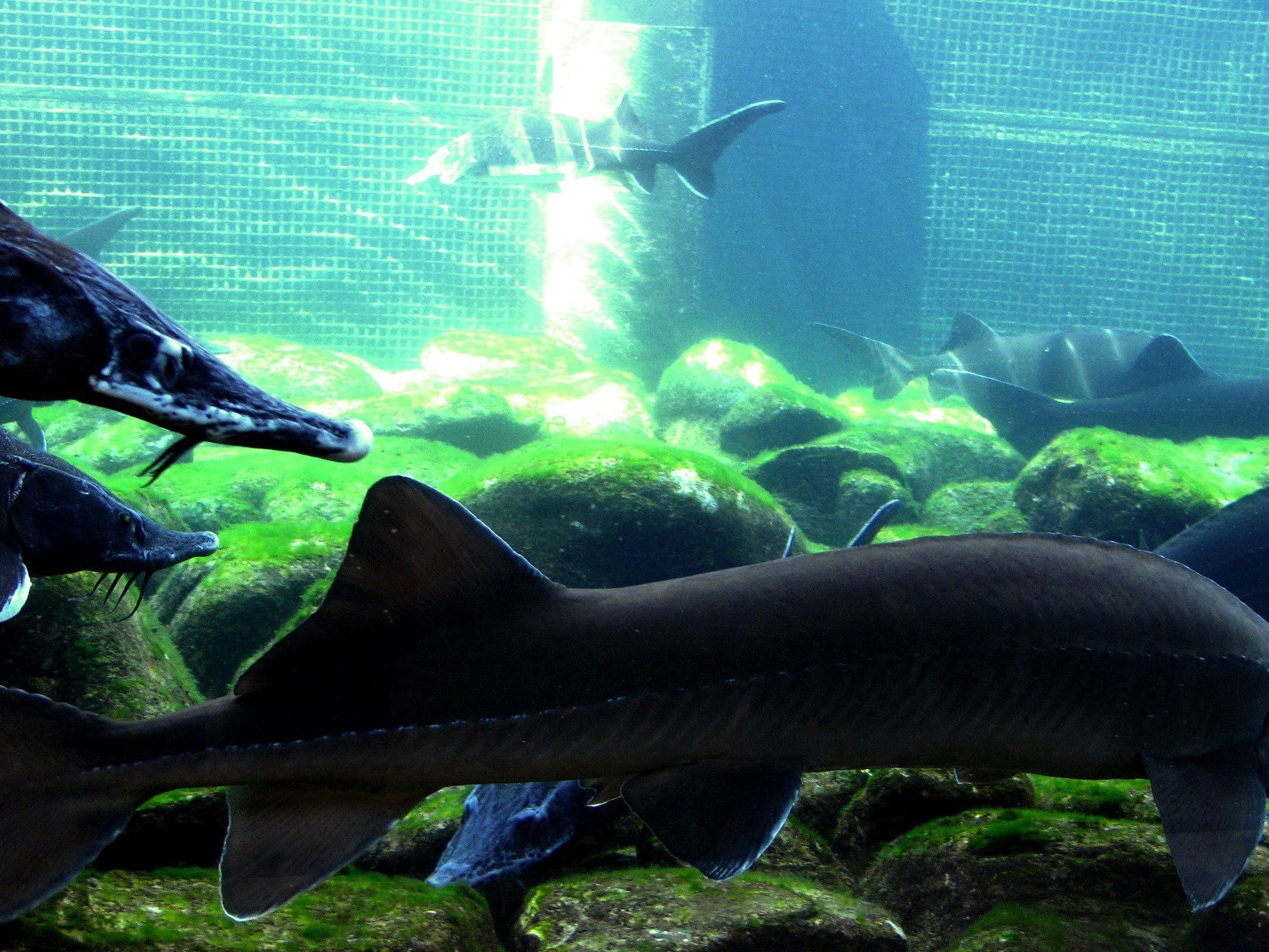 Strenger Winter stört die Störe nicht Strenger Winter stört die Störe nicht