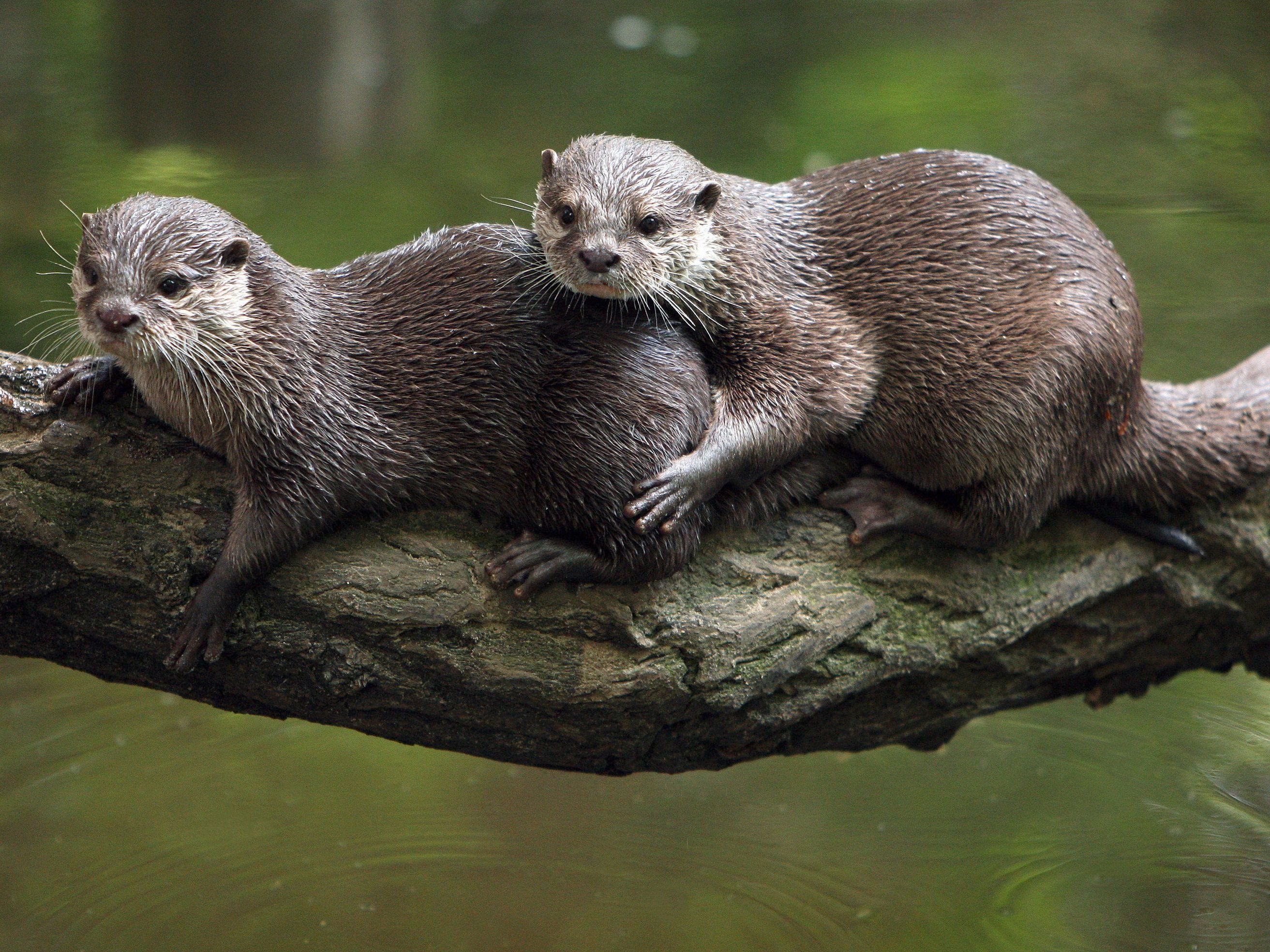 Proteste gegen die geplante Tötung von 40 Fischottern in Niederösterreich. Proteste gegen die geplante Tötung von 40 Fischottern in Niederösterreich.