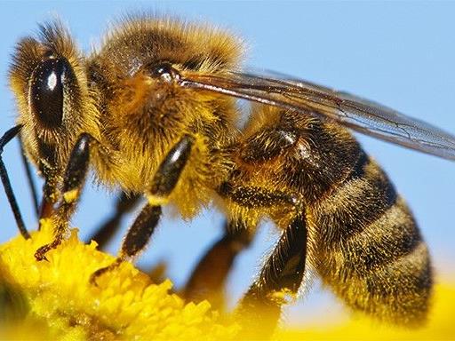 Vortragsabend über Bienen, Hochbeete und Kompostierung
