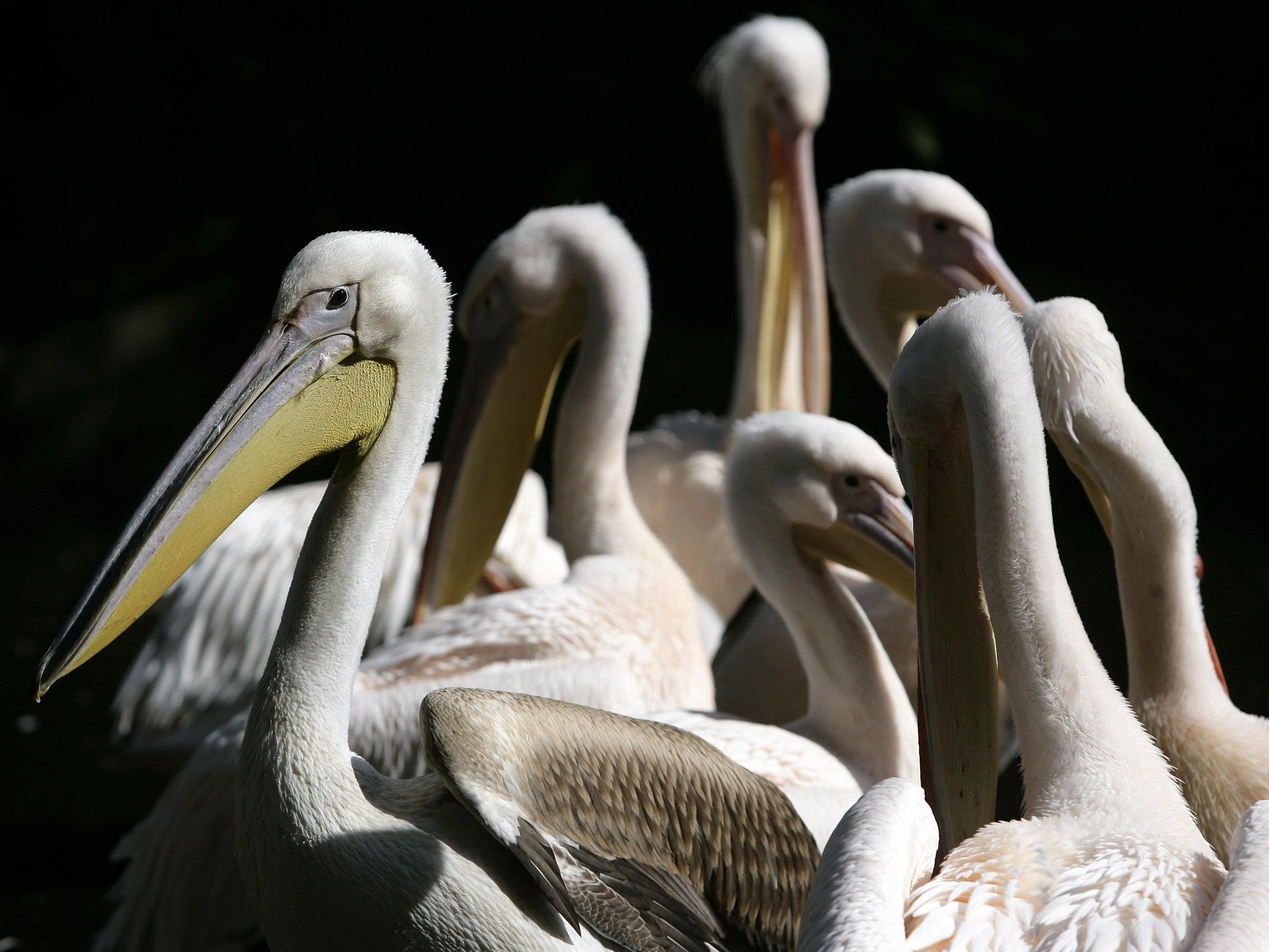 Die ganze Pelikangruppe im Tiergarten Schönbrunn musste eingeschläfert werden.