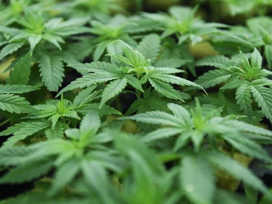 Die Polizisten entdeckten in einer Nachbarwohnung 300 Cannabispflanzen. Die Polizisten entdeckten in einer Nachbarwohnung 300 Cannabispflanzen.