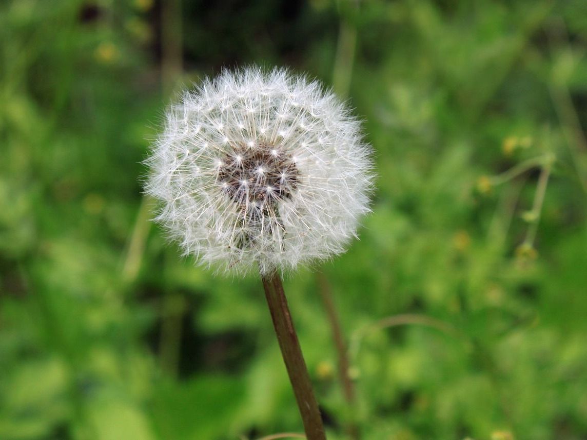 Vorschau auf die Pollensaison 2017. Vorschau auf die Pollensaison 2017.