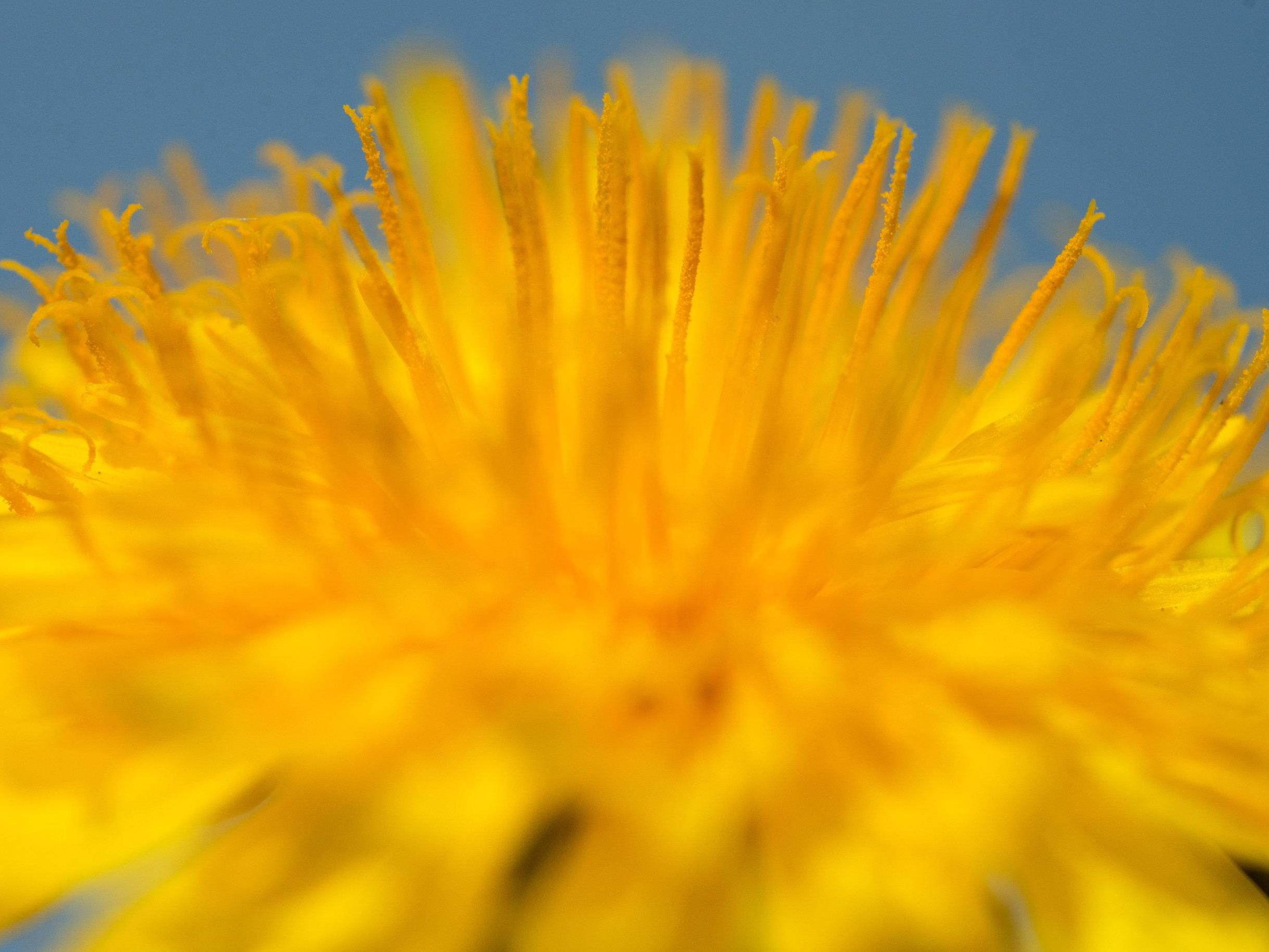 Auch Löwenzahnhonig ist ein beliebtes Erzeugnis aus diesen Blumen.