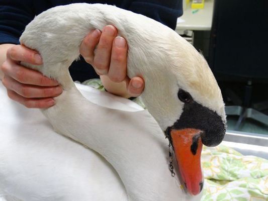 adsfDer Schwanenpapa wurde vom WTV versorgt. adsfDer Schwanenpapa wurde vom WTV versorgt.