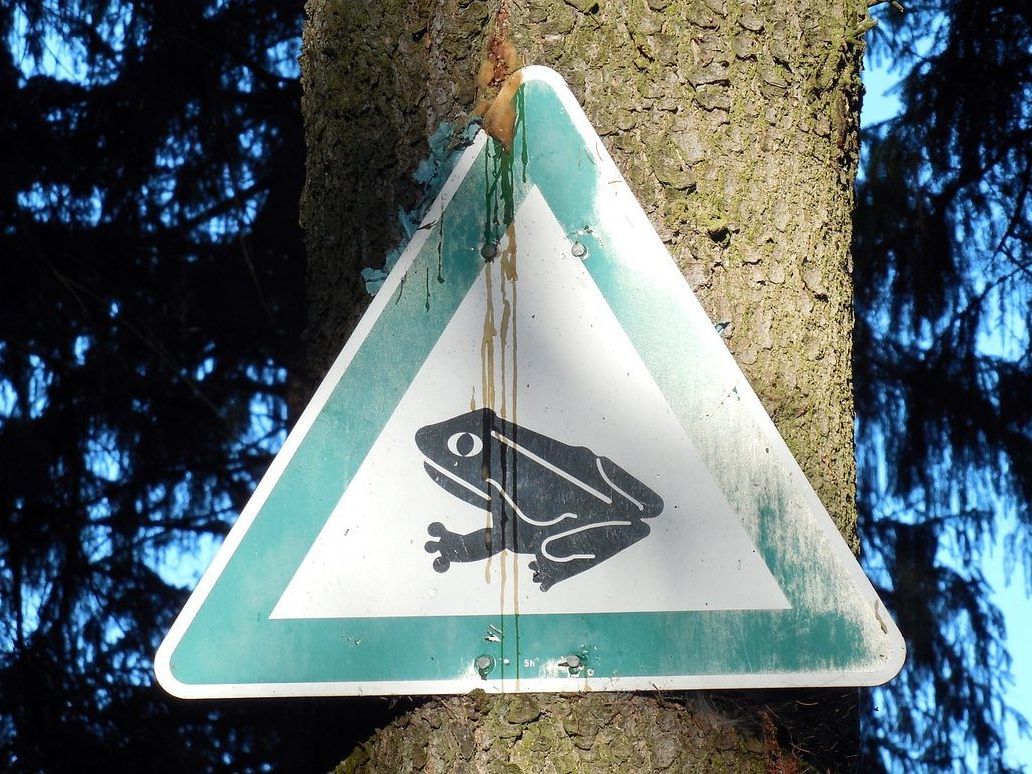 Mit den warmen Temperaturen startet die Krötenwanderung in Wien. Mit den warmen Temperaturen startet die Krötenwanderung in Wien.