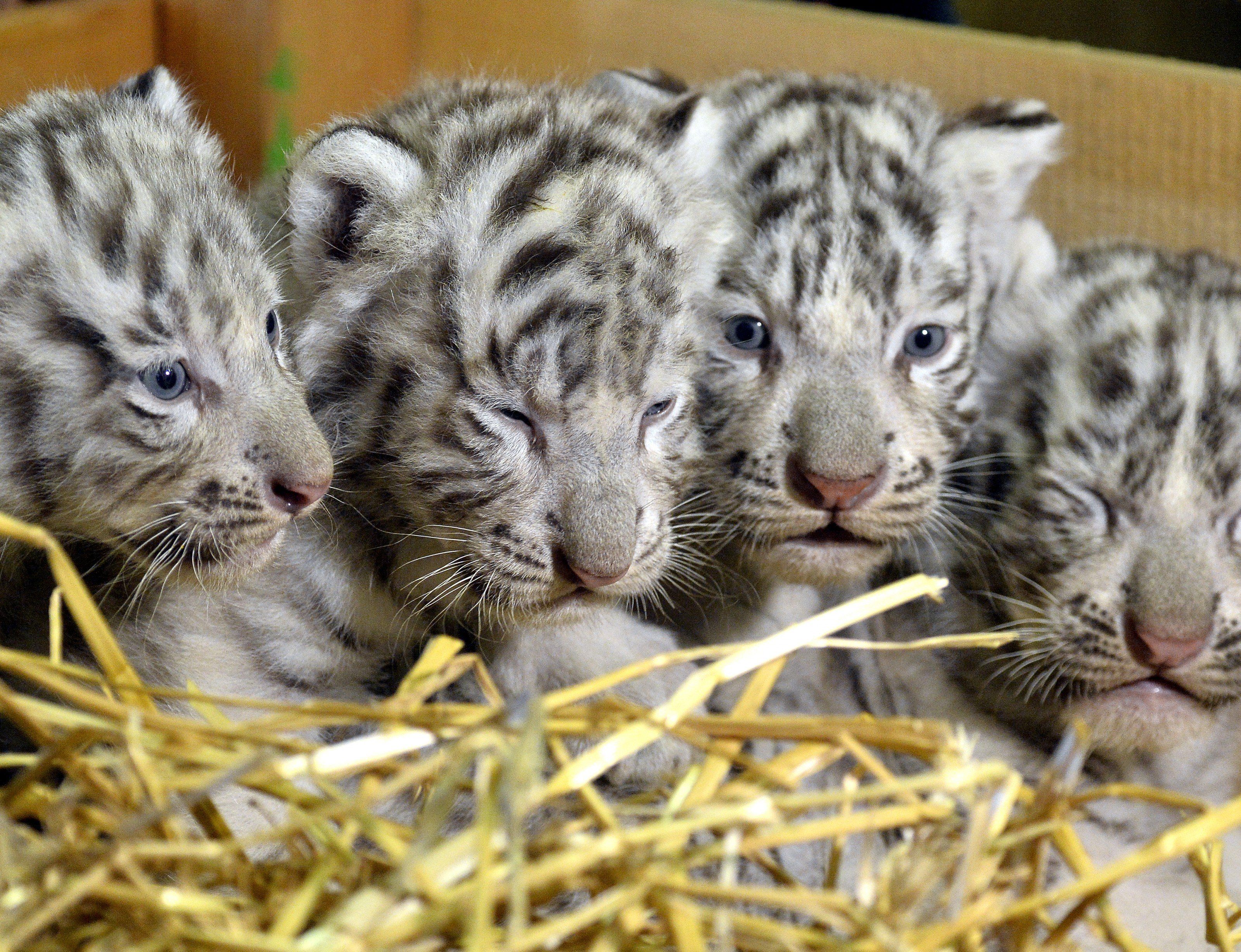 Weiße Tiger geboren: Das sind Falco, Toto, Mia und Mautzi Weiße Tiger geboren: Das sind Falco, Toto, Mia und Mautzi