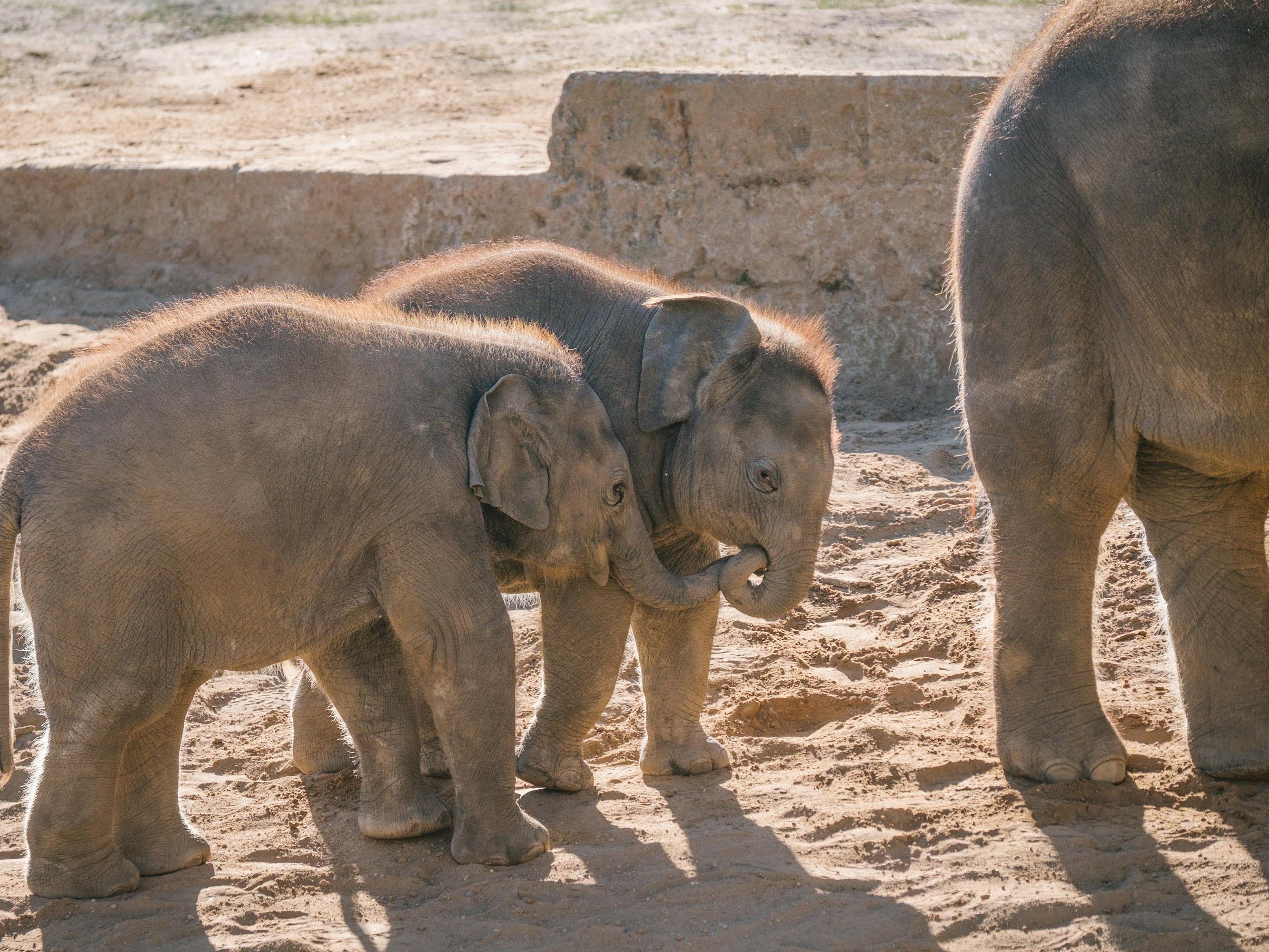 Elefantenbabys im Zoo Hannover. Peta wirft den Pflegern des Tierparks vor, sie würden die Elefanten bei der Dressur quälen.