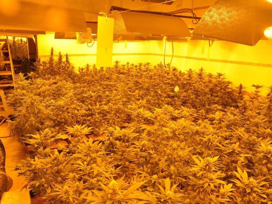 Hochprofessionell wirkte die Cannabis-Plantage in Meidling Hochprofessionell wirkte die Cannabis-Plantage in Meidling