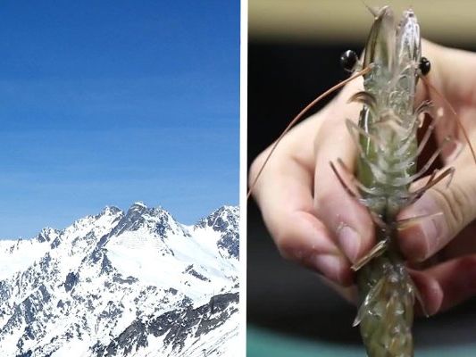 Das ist die erste "Alpen-Garnele" der Welt.