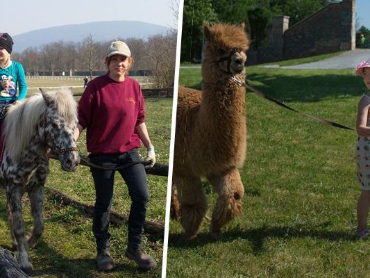 Bei der Tierolympiade können sich Besucher mit den tierischen Bewohnern von Schloss Hof messen. Bei der Tierolympiade können sich Besucher mit den tierischen Bewohnern von Schloss Hof messen.