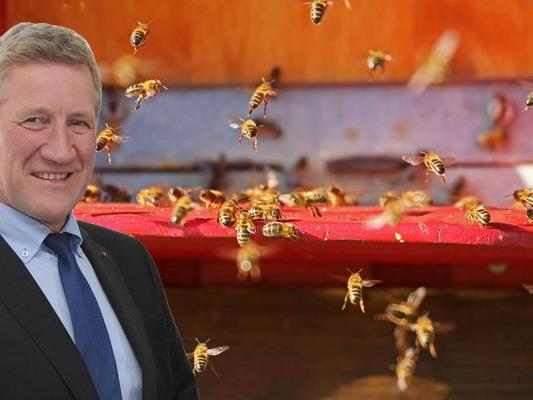Das Land unterstütz die Imkereiverbände in Vorarlberg im Kampf gegen das Bienensterben.