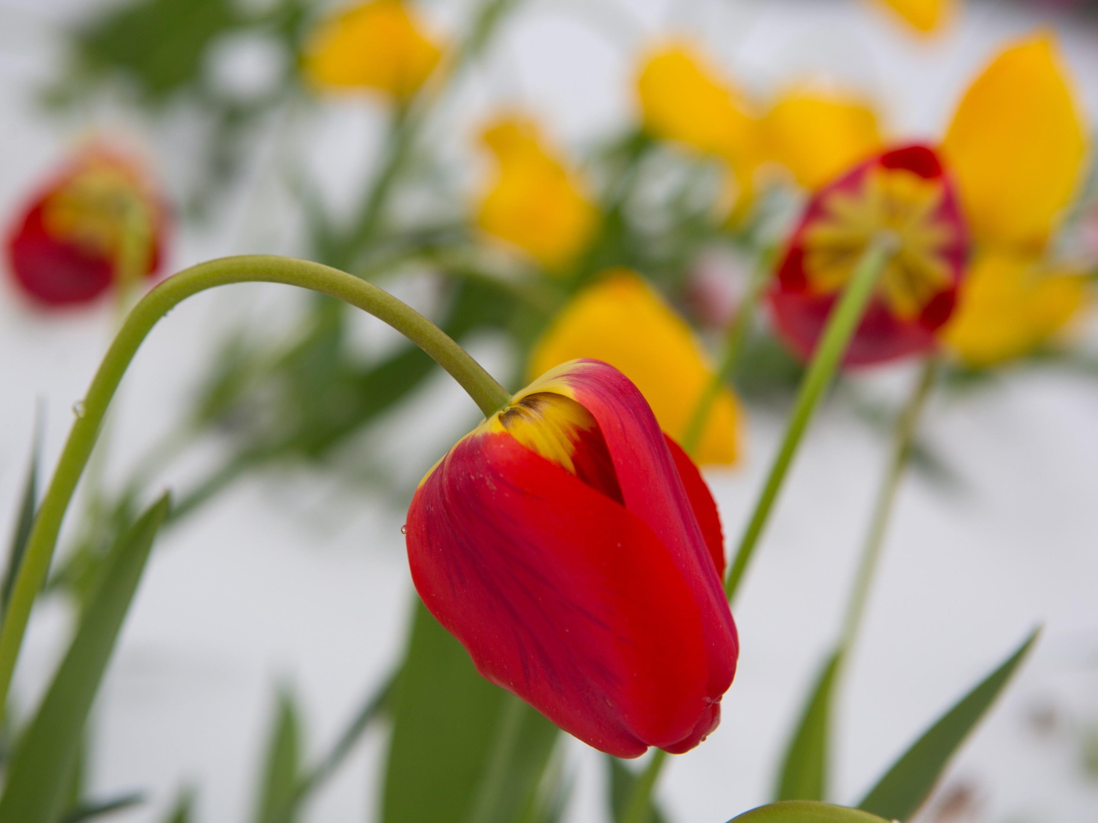 Auch die Tulpen lassen bei diesem Wetter den Kopf hängen.