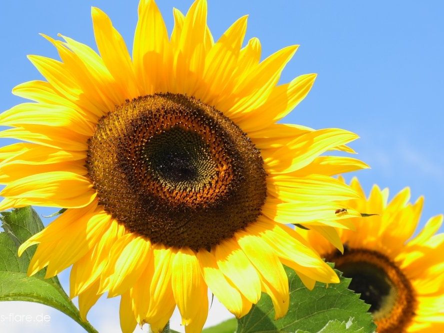 Sonnenblumensäen am 6. Mai auf dem Kirchlplatz Sonnenblumensäen am 6. Mai auf dem Kirchlplatz
