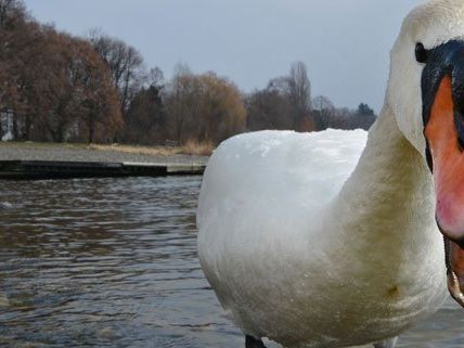 Beim Stadtpark in der Wiener Innenstadt sind Schwanenbabies geschlüpft. Beim Stadtpark in der Wiener Innenstadt sind Schwanenbabies geschlüpft.