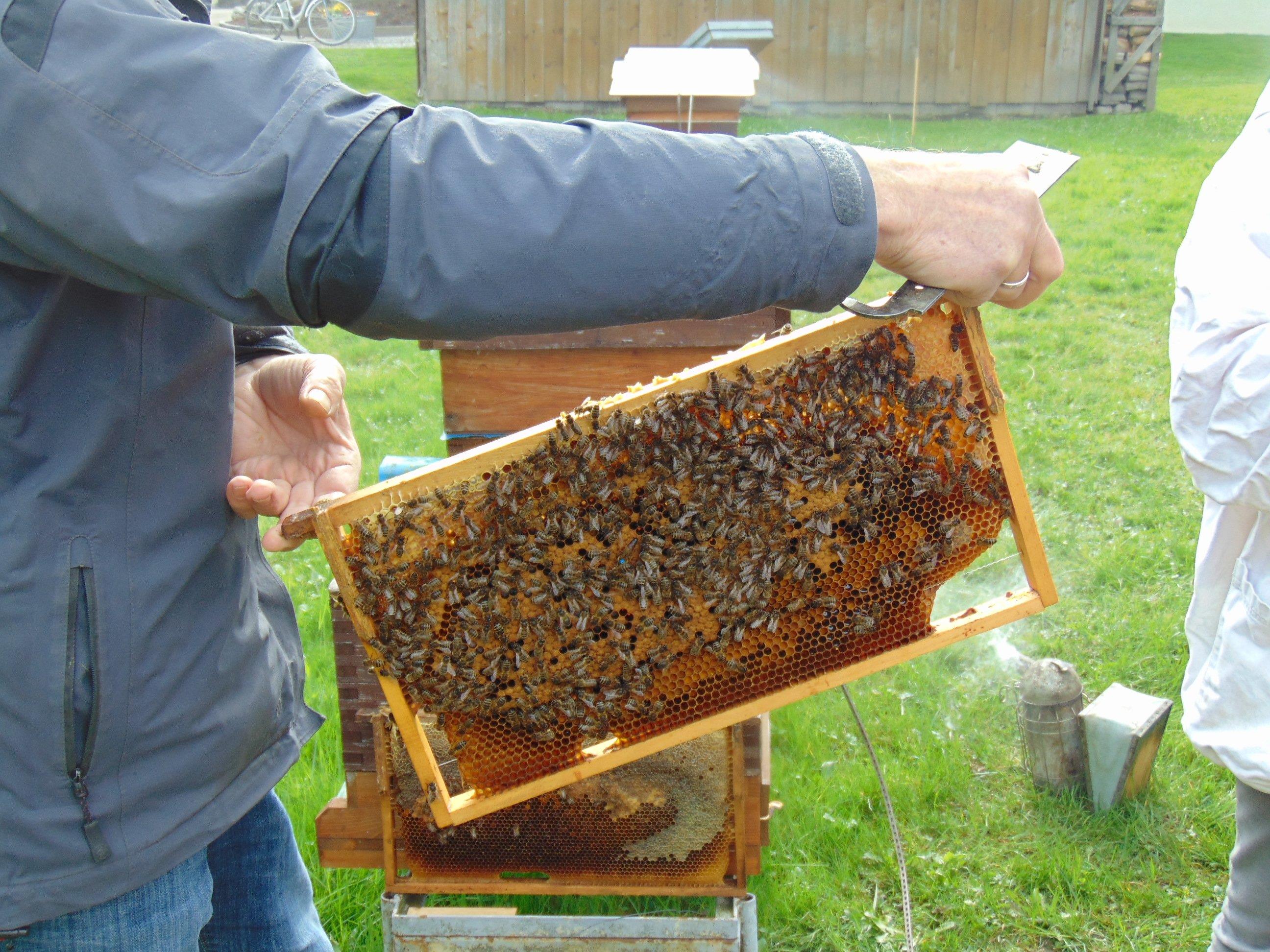 Auch die Bienen in Altach kämpfen mit Problemen