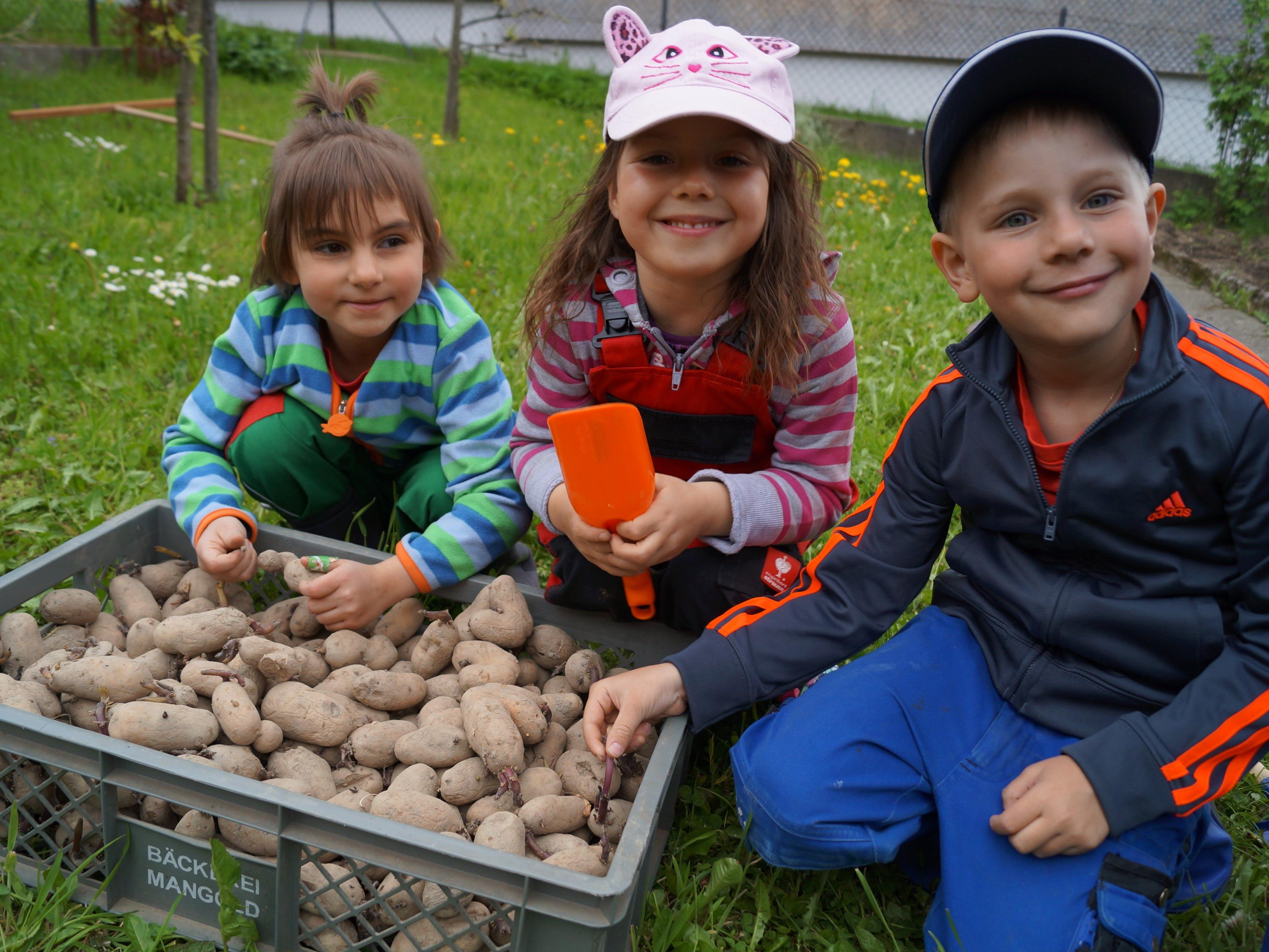Die Kinder hatten viel Spaß beim Kartoffeln stecken mit dem Obst- und Gartenbauverein Übersaxen
