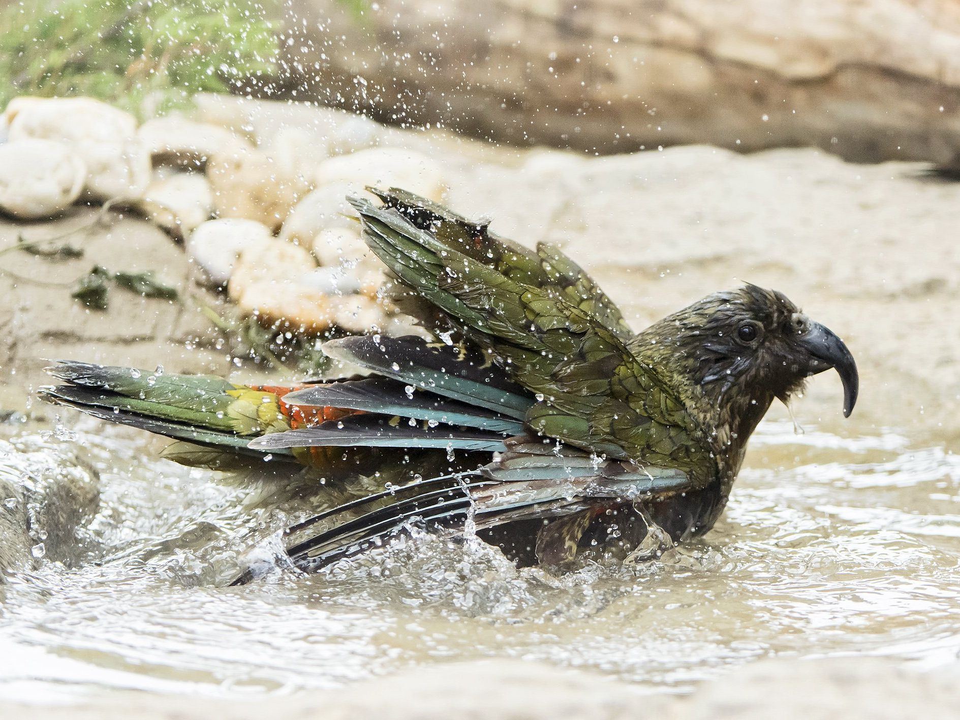 Fröhlich pritscheln die Keas im Tiergarten Schönbrunn Fröhlich pritscheln die Keas im Tiergarten Schönbrunn