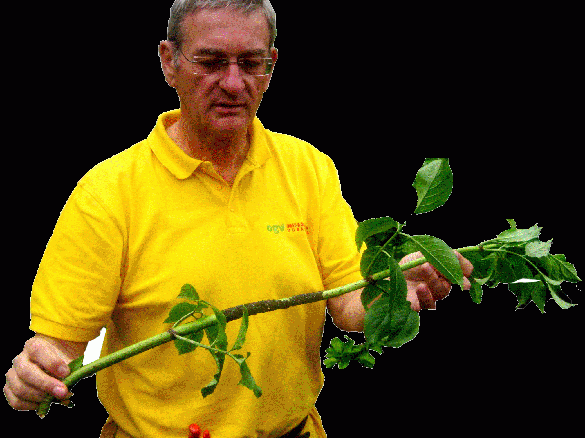 OGV Nüziders OGV Nüziders