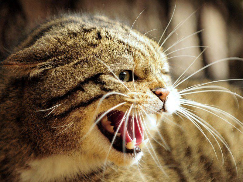 Höchst aggressiv reagierte der Kater aus seiner Not heraus Höchst aggressiv reagierte der Kater aus seiner Not heraus