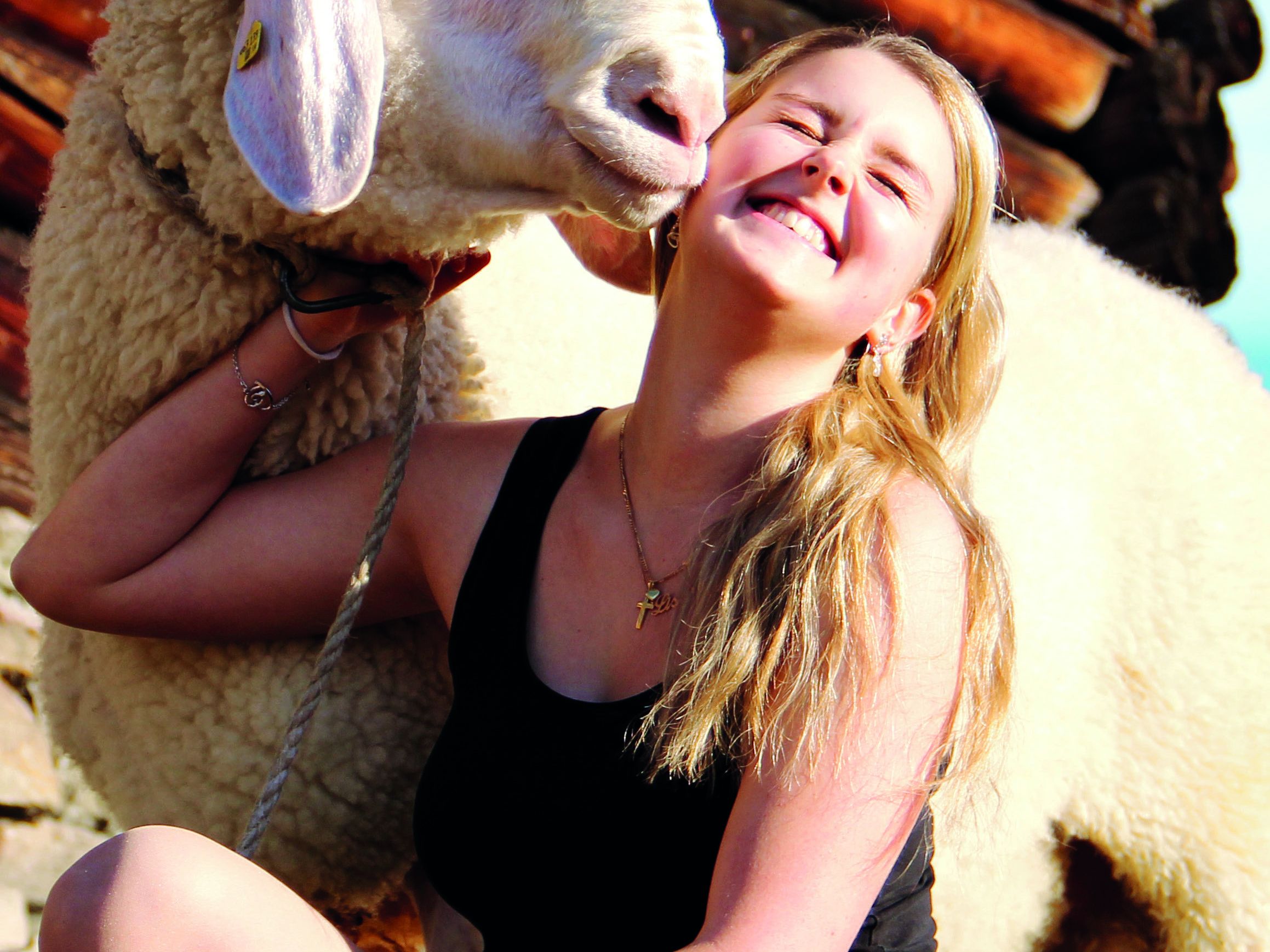 1. Landesweite Ausstellung - Weißes Tiroler Bergschaf 1. Landesweite Ausstellung - Weißes Tiroler Bergschaf