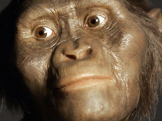 Bisher war davon ausgegangen worden, dass die Wiege der Menschheit in Afrika liegt. Im Bild der Australopithecus Afarensis "Lucy". Bisher war davon ausgegangen worden, dass die Wiege der Menschheit in Afrika liegt. Im Bild der Australopithecus Afarensis "Lucy".