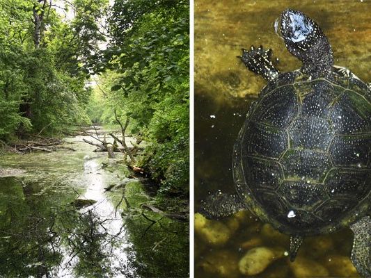 Europäische Sumpfschildkröte ist heimisch im Nationalpark Donau-Auen Europäische Sumpfschildkröte ist heimisch im Nationalpark Donau-Auen
