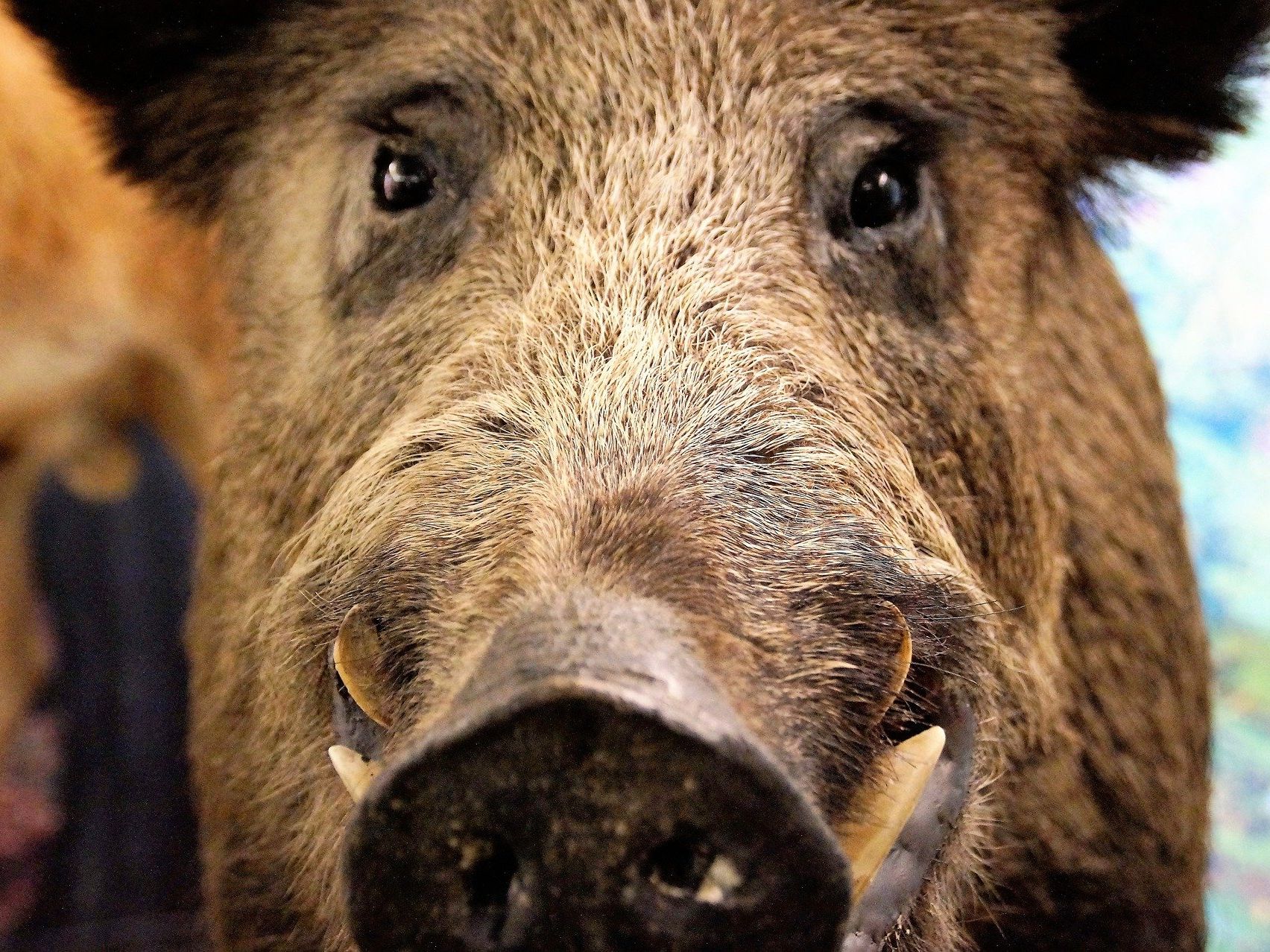 Ein Wildschwein attackierte den britischen Botschafter im Lainzer Tiergarten. Ein Wildschwein attackierte den britischen Botschafter im Lainzer Tiergarten.