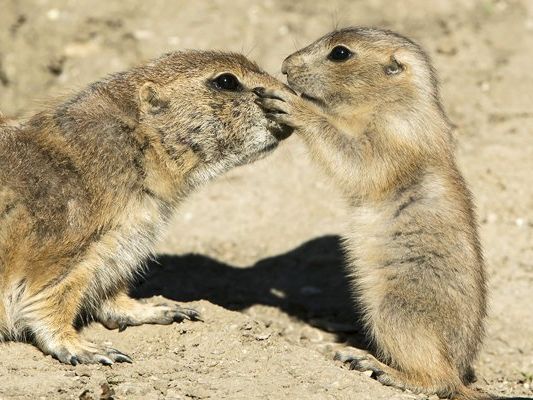 APA/TIERGARTEN SCHÖNBRUNN/DANIEL ZUPANC APA/TIERGARTEN SCHÖNBRUNN/DANIEL ZUPANC