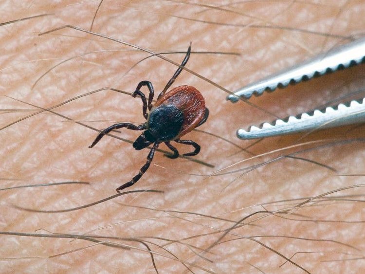 Borrelien-Verseuchung in Vorarlberg am höchsten Borrelien-Verseuchung in Vorarlberg am höchsten