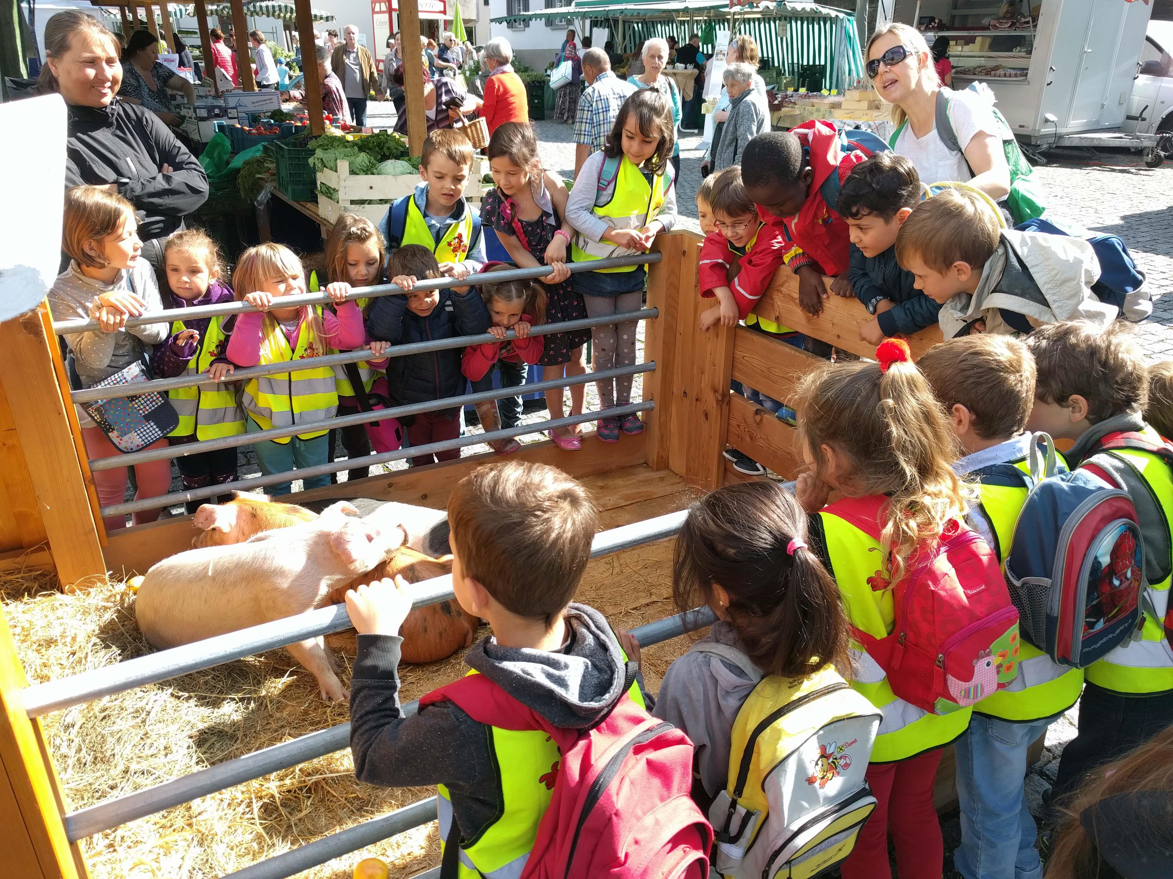 Die Kinder waren besonders begeistert von den Ferkeln des Ringelschwanzschweins.