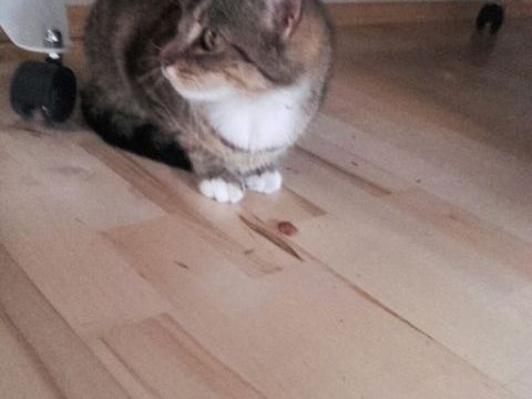 Tigerle in Nenzing vermisst! Tigerle in Nenzing vermisst!