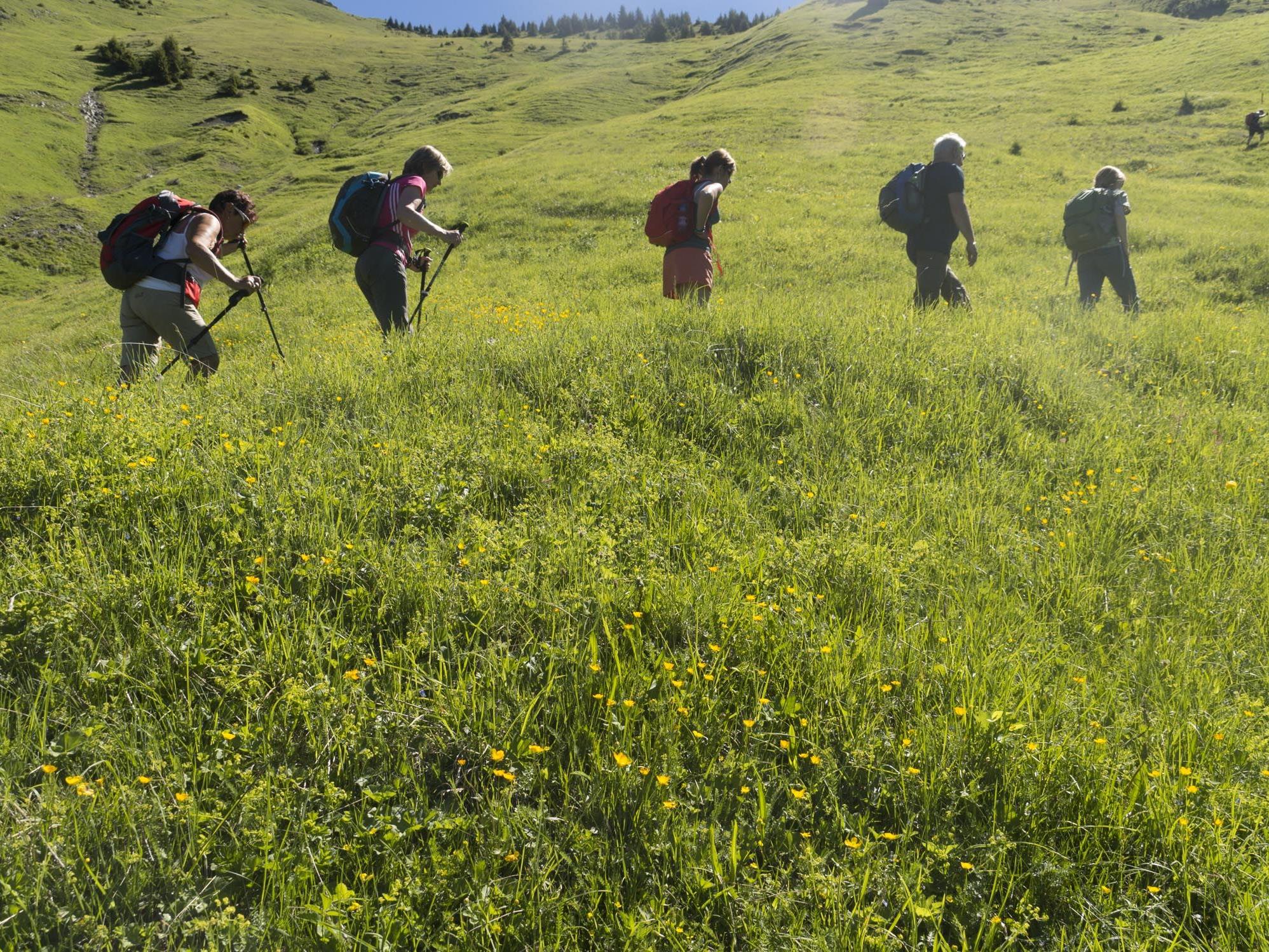 Der Sommerduft der Almwiesen begleitet die Wanderer steil bergauf bis zur Wangspitze.