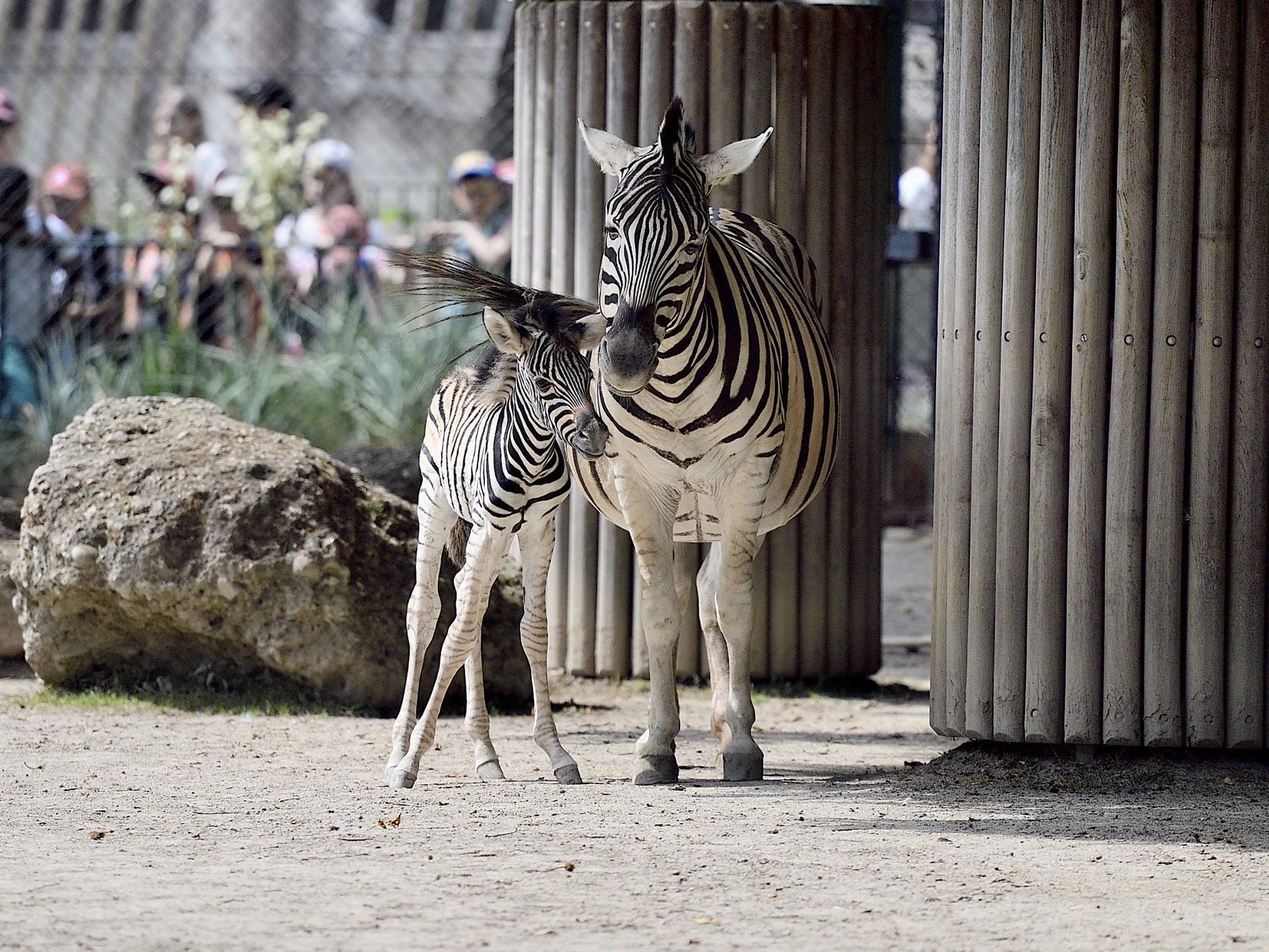 Ein Zebra-Fohlen hat im Tiergarten Schönbrunn das Licht der Welt erblickt.