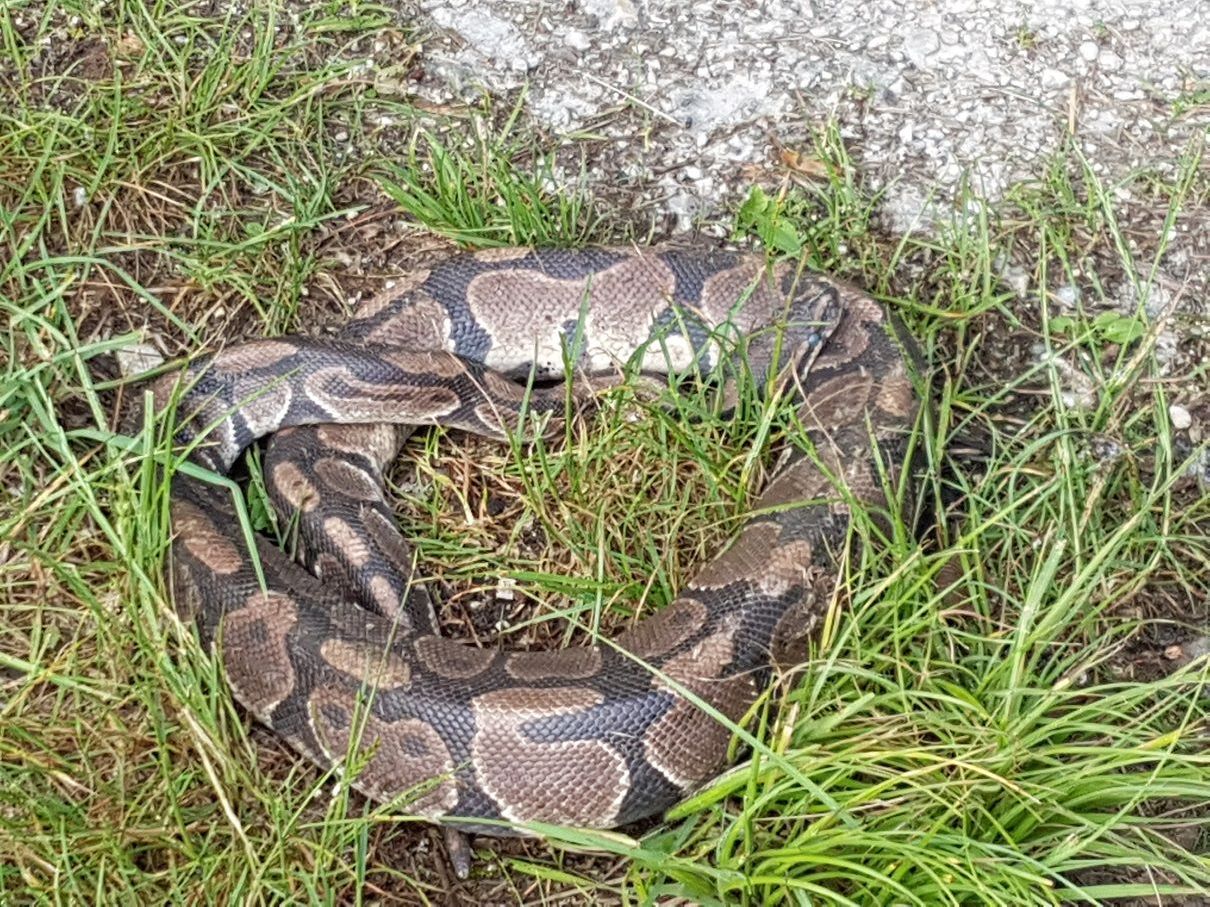 In Stockerau fand ein Spaziergänger einen Python im Gras. In Stockerau fand ein Spaziergänger einen Python im Gras.