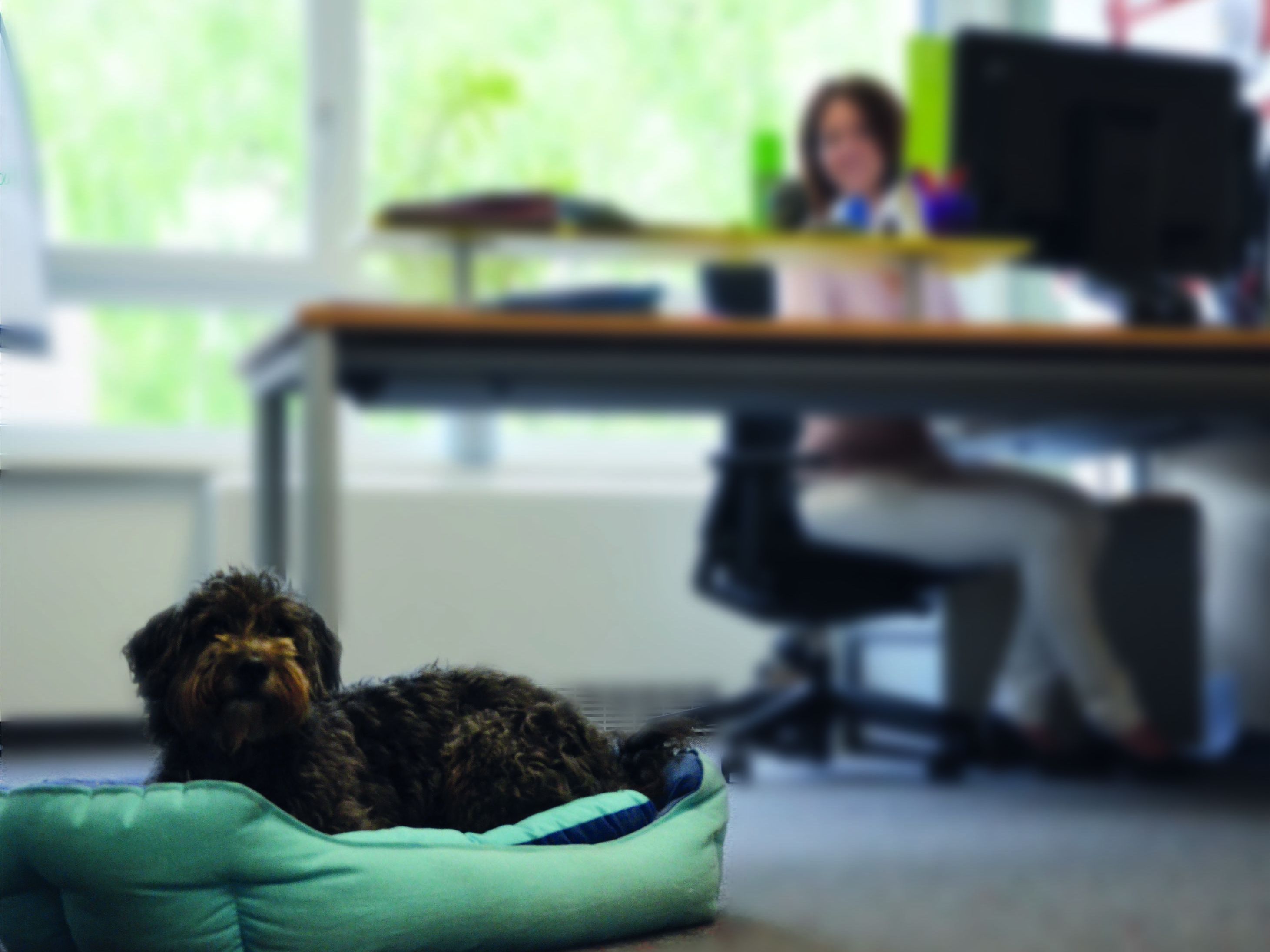 Die 9-jährige Hündin Ruby genießt jeden Tag bei Fressnapf in der Zentrale Die 9-jährige Hündin Ruby genießt jeden Tag bei Fressnapf in der Zentrale