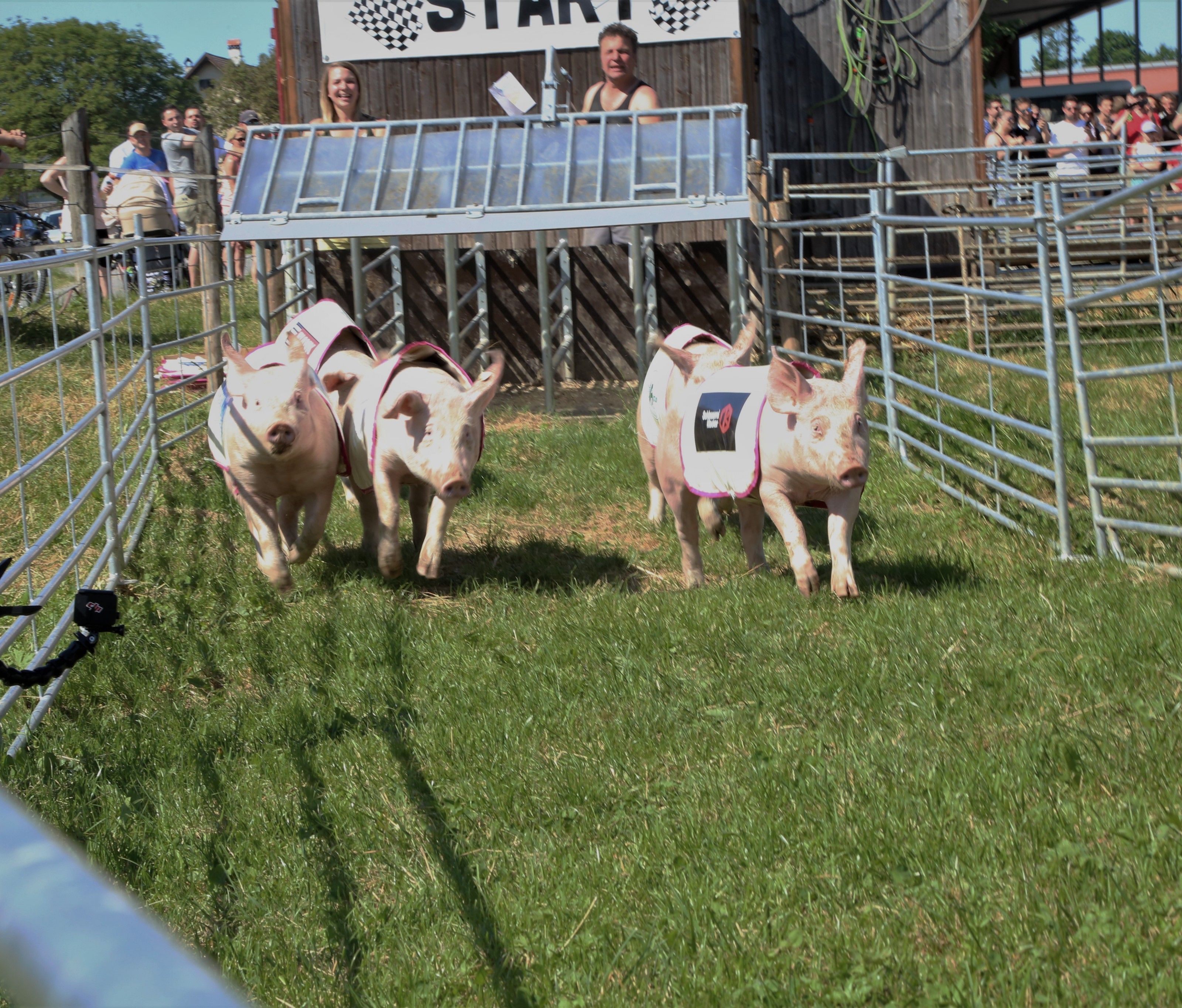 Je fünf Schweinchen traten an allen drei Tagen gegeneinander an. Je fünf Schweinchen traten an allen drei Tagen gegeneinander an.
