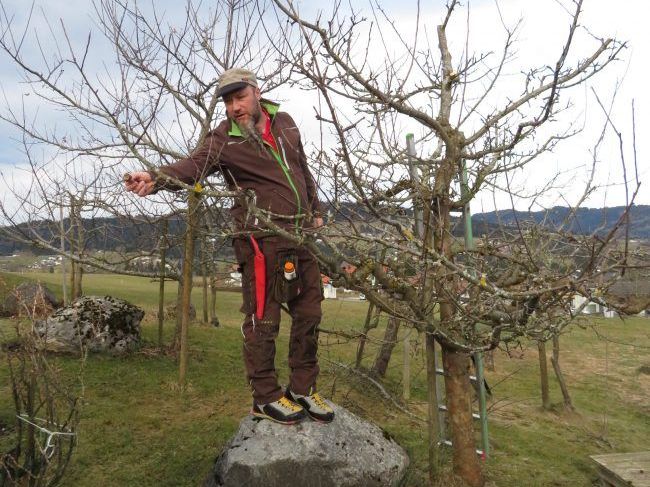 Sommerschnitt am Obstghölz Sommerschnitt am Obstghölz