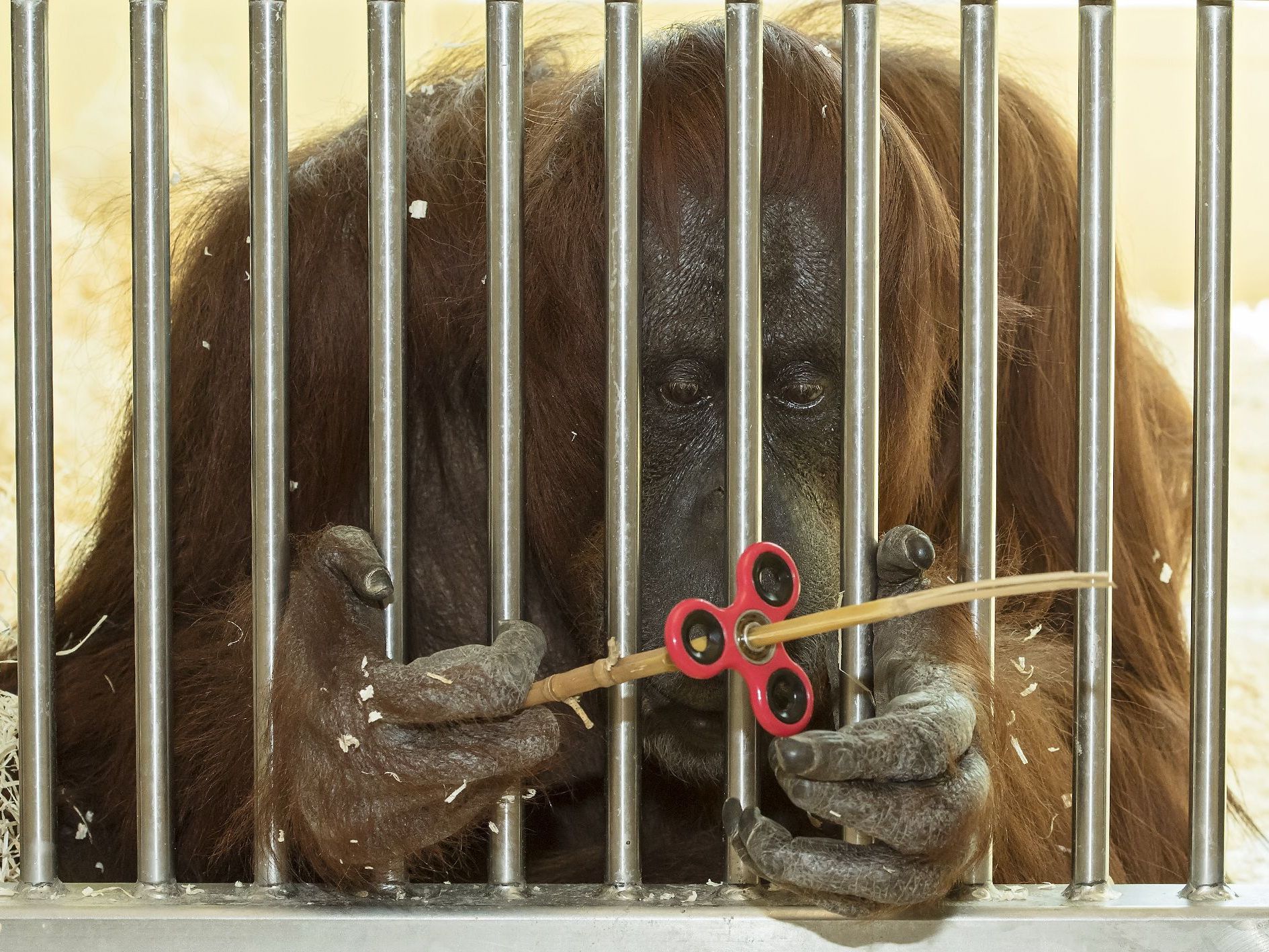 Orang-Utan-Dame Nonja scheint Gefallen am Fidget Spinner zu finden Orang-Utan-Dame Nonja scheint Gefallen am Fidget Spinner zu finden