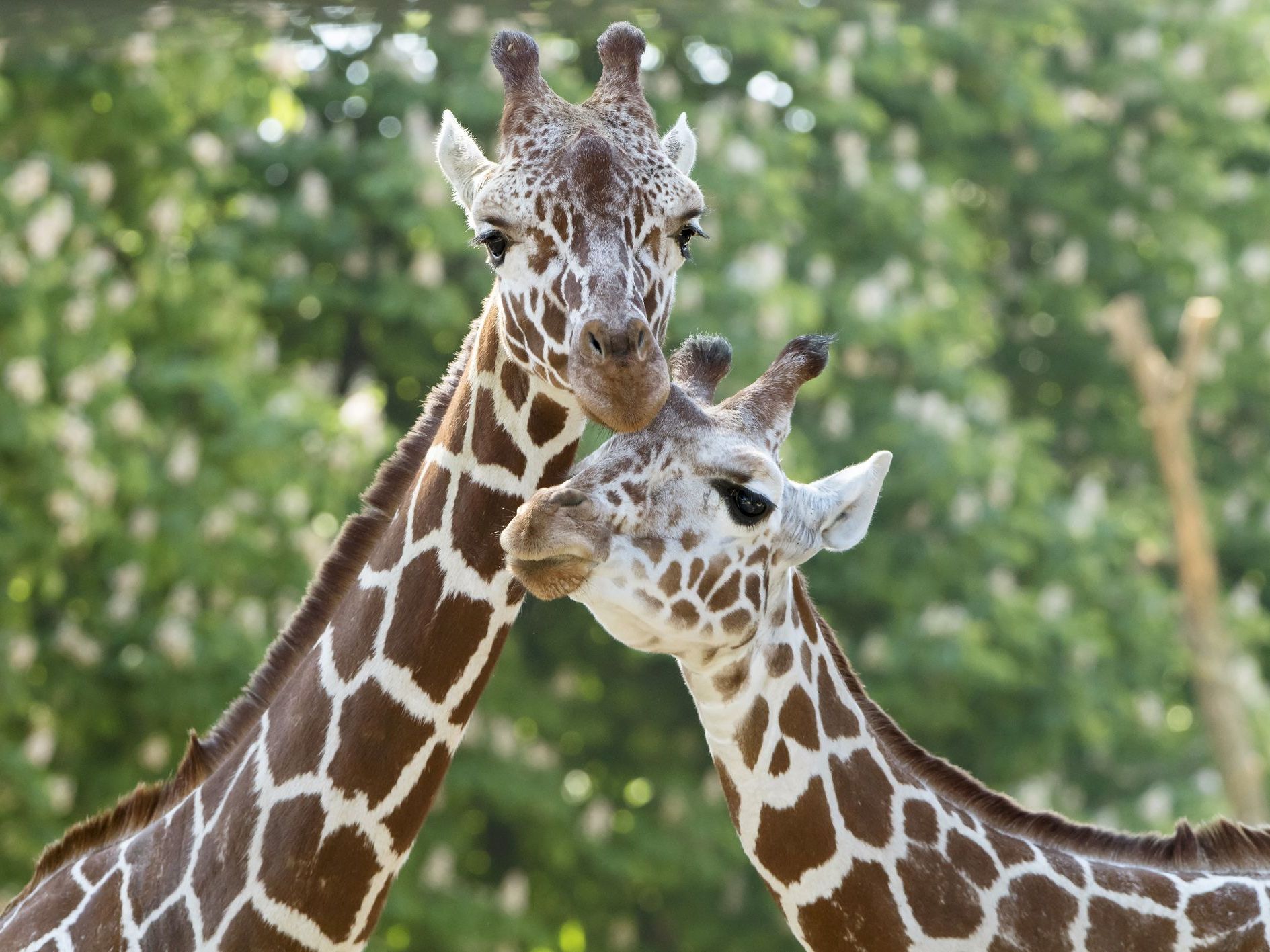 Der Tiergarten Schönbrunn lädt zum großen Giraffenfest Der Tiergarten Schönbrunn lädt zum großen Giraffenfest