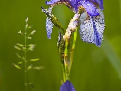 Die Sibirische Schwertlilie zählt zu den besonders geschützten Pflanzenarten!