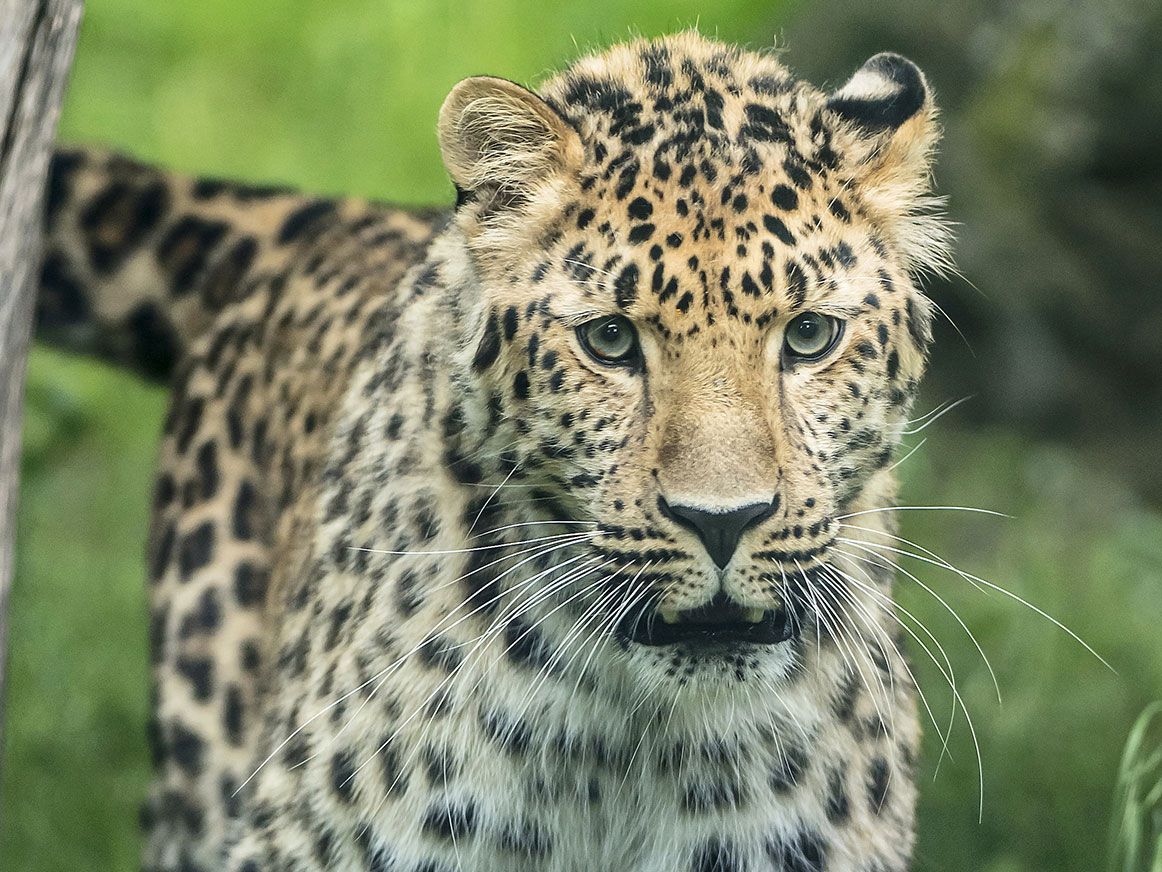 Der Schönbrunner Zoo hofft auf Amurleoparden-Nachwuchs. Der Schönbrunner Zoo hofft auf Amurleoparden-Nachwuchs.