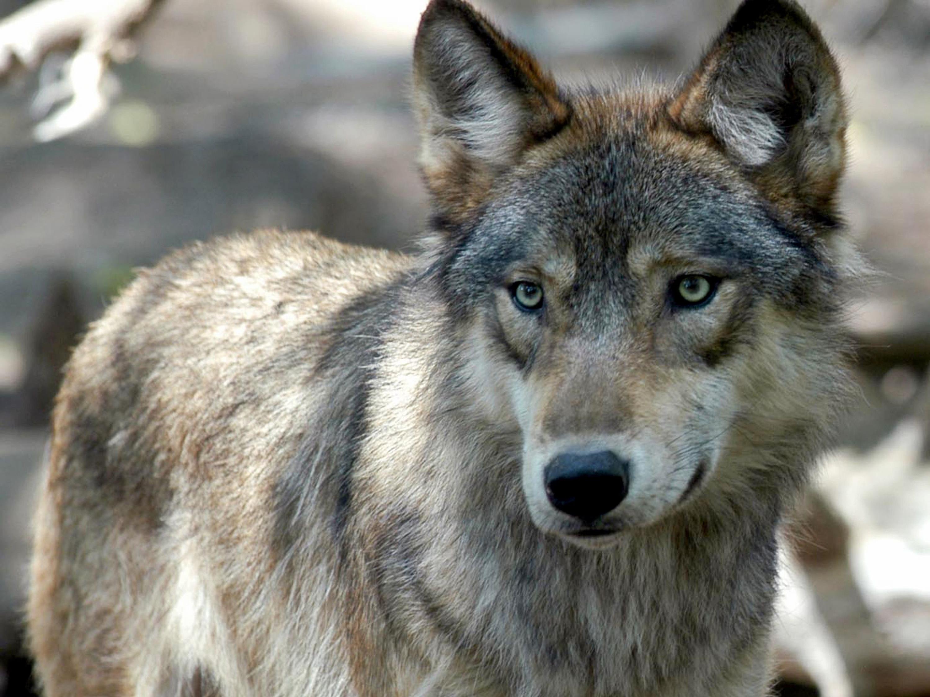 Der Wolf kehrt zurück: Der WWF Österreich fordert von der Politik Finanzierungen für den herdenschutz und eine funktionierende Schadesabwicklung.