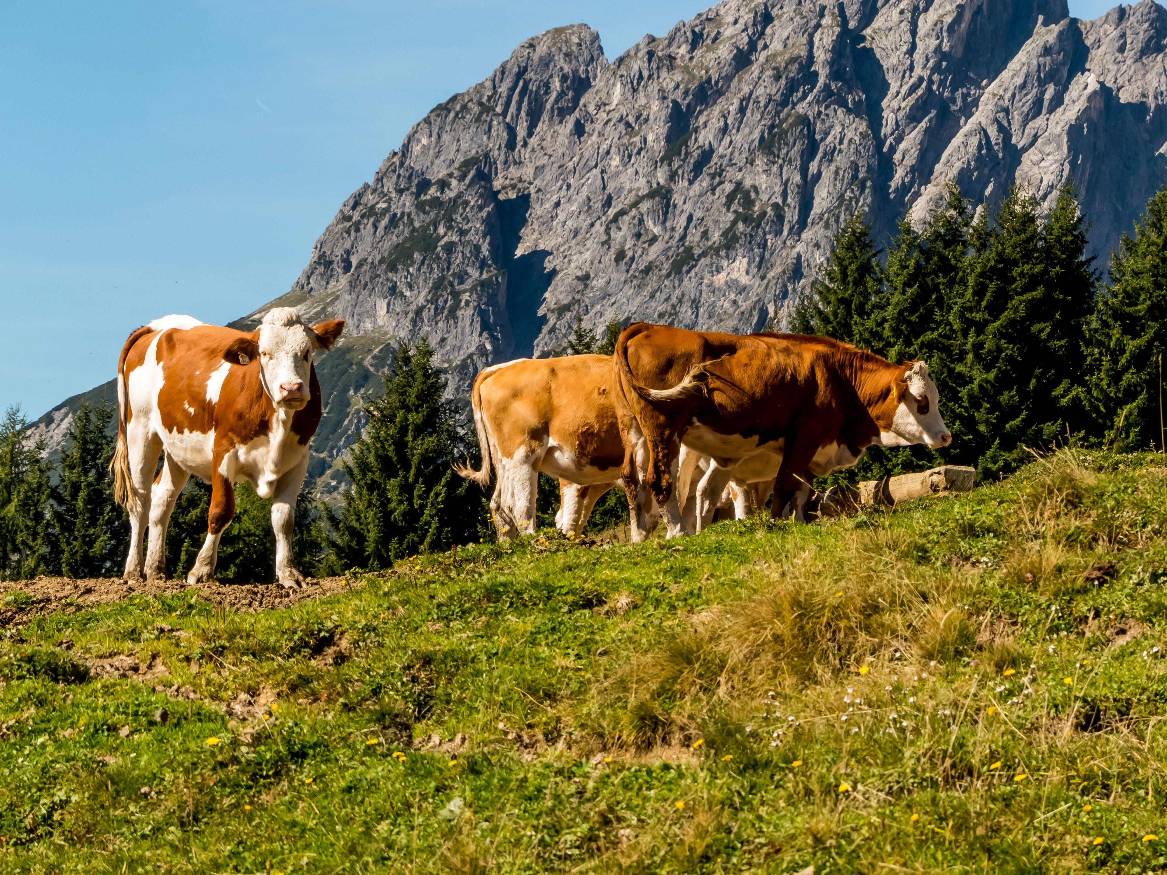 Immer weniger Schweizer Kühe in Vorarlberg.