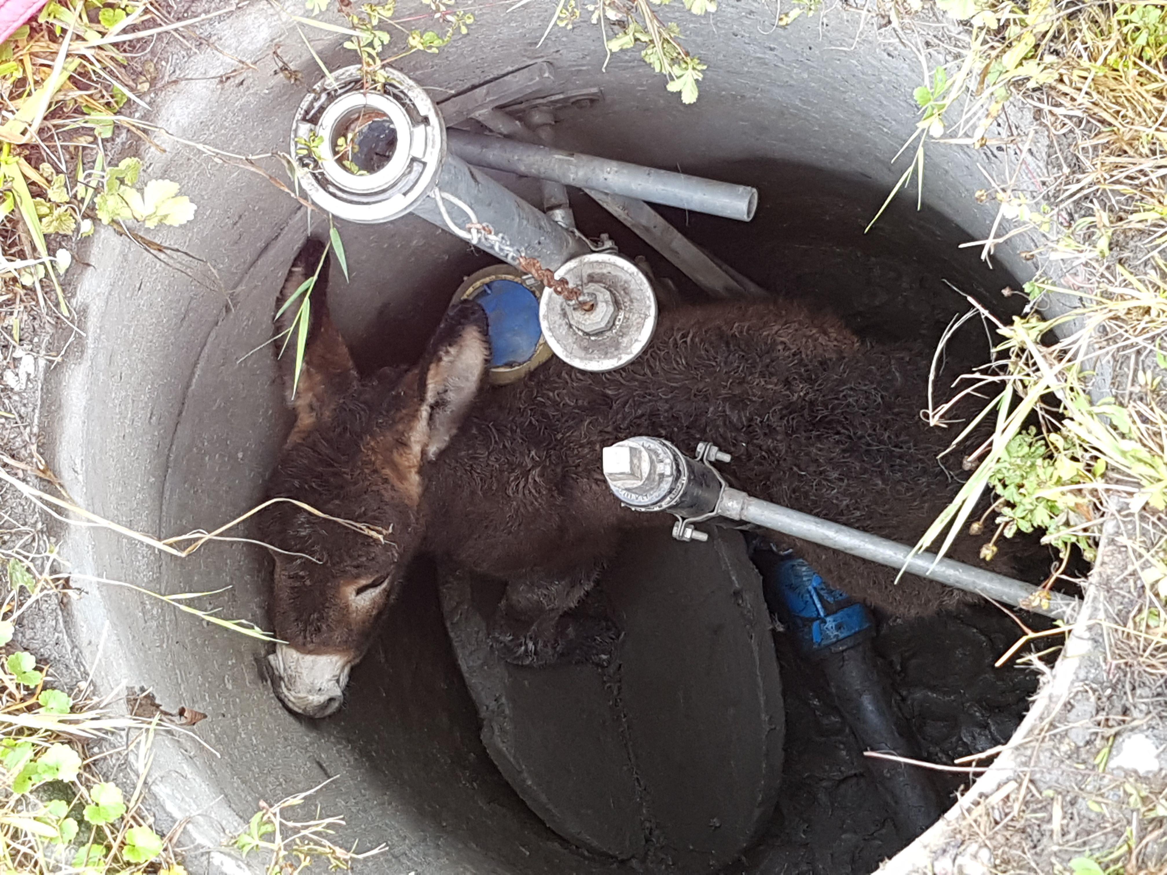 Ein junger Esel wurde am Samstag in einem Schacht eingeklemmt.