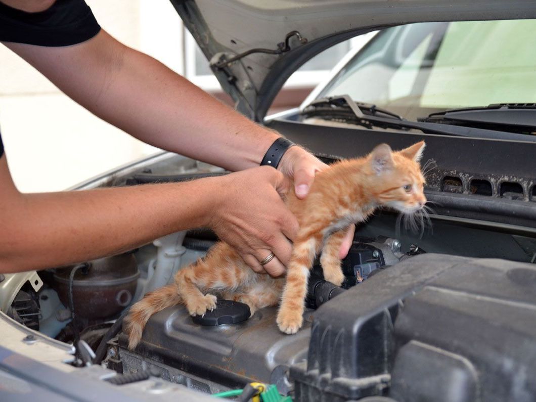 Der Feuerwehr gelang es, die Katze unverletzt aus ihrer misslichen Lage zu befreien Der Feuerwehr gelang es, die Katze unverletzt aus ihrer misslichen Lage zu befreien