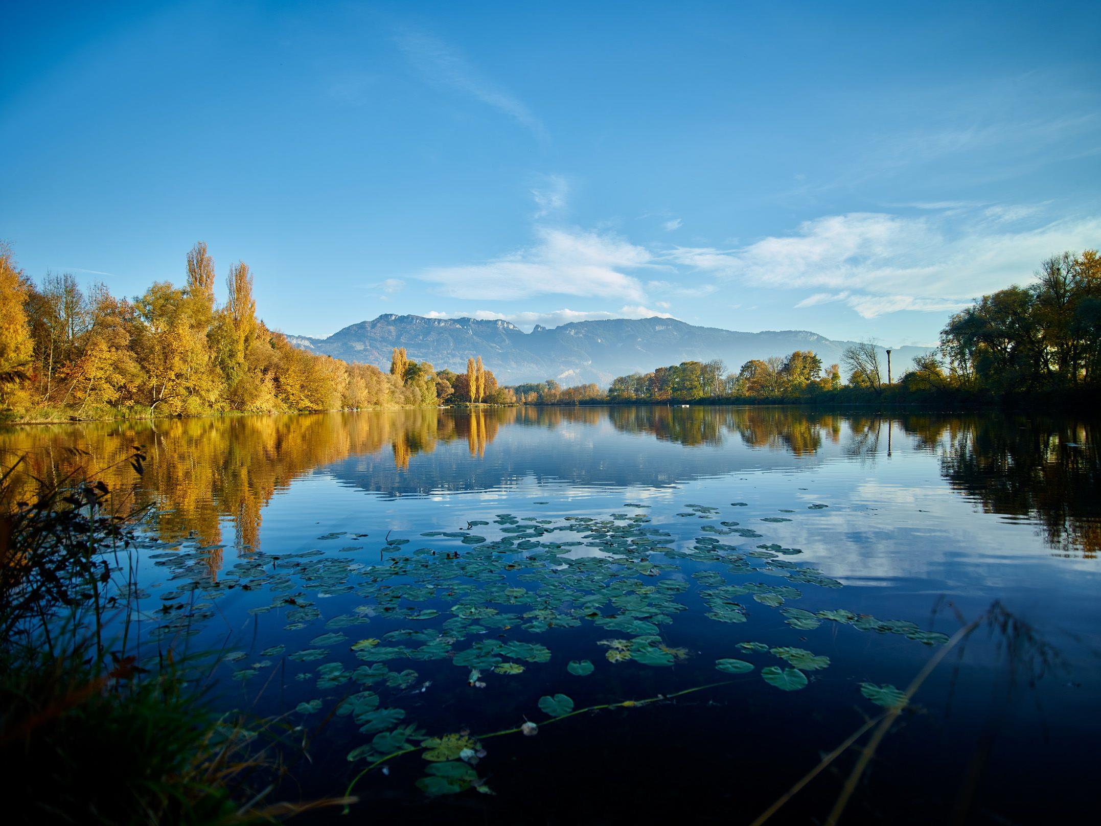 Der Naturpark Alter Rhein ist ein Juwel für Mensch, Fauna und Flora.