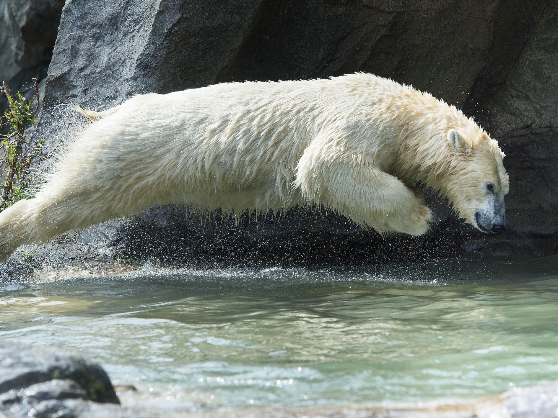 Die Eisbären in Schönbrunn gehen gerne baden